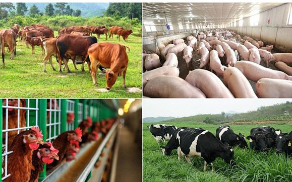 Hỗ trợ cơ sở sản xuất có động vật buộc phải tiêu hủy do dịch bệnh